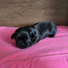 Min Girl - Black female Shih Tzu puppy in Meadows Of Dan, Virginia from Walt’s Shih Tzus
