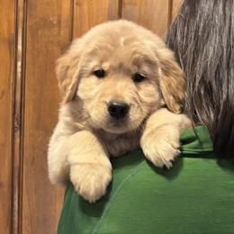 Golden Retriever and Pembroke Welsh Corgi Puppies from Shire Springs Kennels