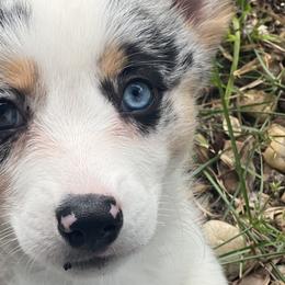 Cardigan Welsh Corgis and Pembroke Welsh Corgis from Spots and Sploots