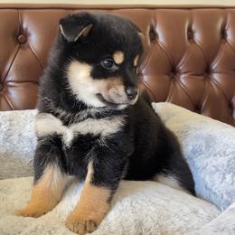 Holly - Black and tan female Shiba Inu puppy in San Francisco, California from Bay Area Shiba Inu