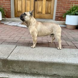 Pork chop - French Bulldog