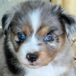 Freya - Blue merle female Miniature Australian Shepherd puppy in Patterson, North Carolina from DreamLine Aussies