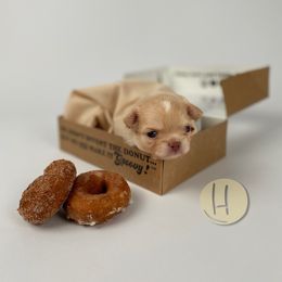 Chihuahua Puppies from Happy Pups