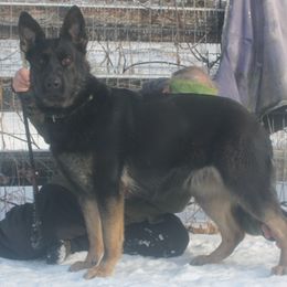 Quinzee - German Shepherd