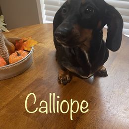 Calliope - Dachshund