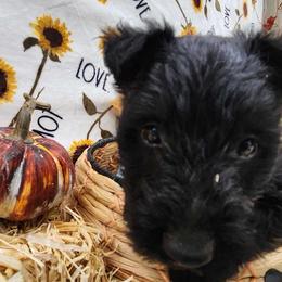 Ferguson - Black brindle male Scottish Terrier puppy in Mancelona, Michigan from Stefany Farm of Happiness
