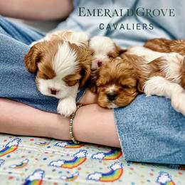 Cavalier King Charles Spaniel Puppies from Emerald Grove Puppies