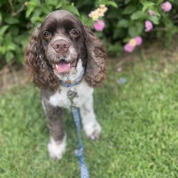 Cocker Spaniel All Grown Up from Trulove Cocker Spaniels