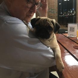 Pug Puppies from Pickwick Pugs
