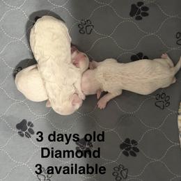 Orange boy - White and buff male Bichon Frise puppy in Lavon, Texas from Sissy’s Heavenly Paws