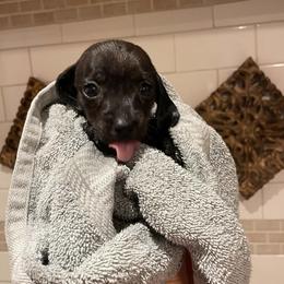 Girl 1 - female Dachshund puppy in Spring Hill, Florida from Adorable Doxxies