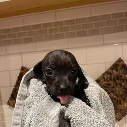 Girl 1 - female Dachshund puppy in Spring Hill, Florida from Adorable Doxxies