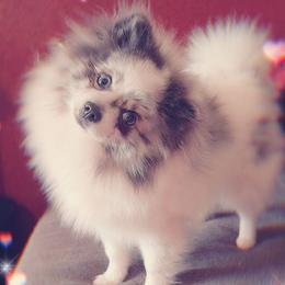 PomPom Akc - Pomeranian