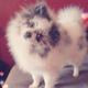 PomPom Akc