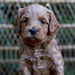 (Green Collar) Boots - Red  male Goldendoodle puppy in Granite Falls Nc, North Carolina from Carolina Goldendoodles