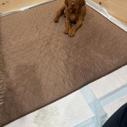 Vizsla Puppies from April Wolf