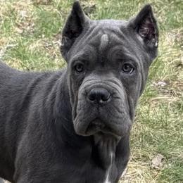 Cane Corso from BigBang Cane Corso
