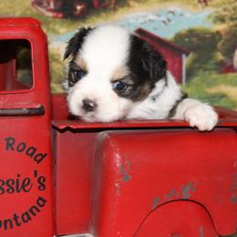 Black Tri-2 - Black tri female Miniature Australian Shepherd puppy in Ronan, Montana from Dirt Road Aussie’s of Montana