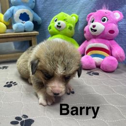 Barry - Sable male Pembroke Welsh Corgi puppy in Apison, Tennessee from Ashmore Corgis