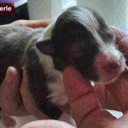 Sparkle - Sable merle and white female Shetland Sheepdog puppy in Waynesville, Georgia from Hawks Acres Shelties
