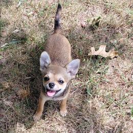 Akc Honey Bee - Red and white female Chihuahua puppy in Bloomington, Indiana from TJs Chihuahuas