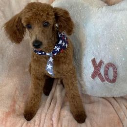 Poodle Puppies from 3C Poodles