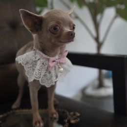 Tiny Naomi 5500 - Silver female Chihuahua puppy in Miami, Florida from Natalias Tiny Chihuahuas