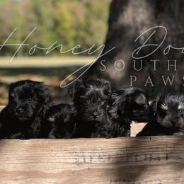 Miniature Schnauzers from Honey Doux Southern Paws