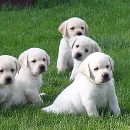 Labrador Retrievers from Cold Creek Farms