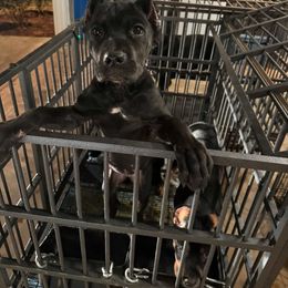 Pink collar - Black female Cane Corso puppy in Snellville, Georgia from A Really Good Kennel