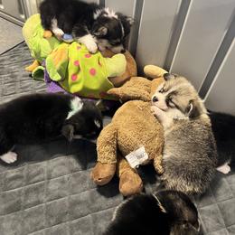 Golden Retriever and Pembroke Welsh Corgi Puppies from Silver Myst Acres
