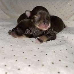 Miniature Schnauzer Puppies from Love Giver Schnauzers