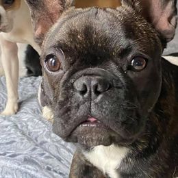 Boston Terriers, Companion Crosses, and French Bulldogs from Donna’s Bostons and Bulldogs