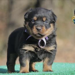 Romi - Black and mahogany female Rottweiler puppy in Uniontown, Alabama from CedarBluff Rottweilers