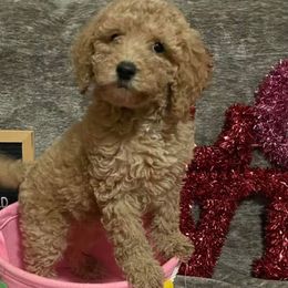 Aussiedoodles, Goldendoodles, and Golden Retrievers from Tails of Cypress