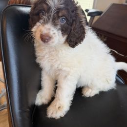 Spike - Brown and white male Aussiedoodle puppy in Lowville, New York from Adirondack Labradoodles