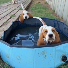 Basset Hound and Pembroke Welsh Corgi Puppies from Solo Spur Ranch