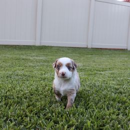 Miniature Australian Shepherd Puppies from Rolling Waves Mini Aussie