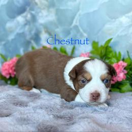 Chestnut - Red tri male Miniature Australian Shepherd puppy in Chino Valley, Arizona from BlueZion Aussies