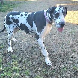 Callie - Great Dane