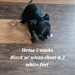 Heme - Black male Chihuahua puppy in Marianna, Florida from Garden Tub Chihuahuas