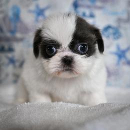 Vesper - Liver and white female Shih Tzu puppy in Montrose, Colorado from Nana's Happy Pups