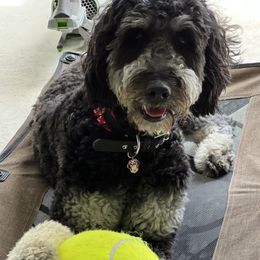 Goldendoodles from Lazy Dayz Doodles