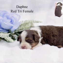 Daphne - Red tri female Miniature Australian Shepherd puppy in Mechanicsburg, Pennsylvania from TJ's Aussies