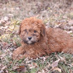 Jack - Red male Whoodle puppy in West Bend, Iowa from Blue Skies Terriers