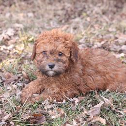 Jack - Red male Whoodle puppy in West Bend, Iowa from Blue Skies Terriers