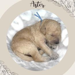 Aster - Apricot male Goldendoodle puppy in Asheboro, North Carolina from Magnolia Farm Doodles