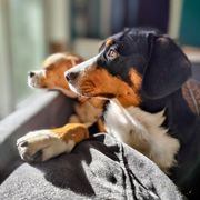 Entlebucher Mountain Dogs from Rare Feathers and Paws Farm