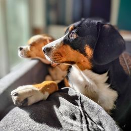 Entlebucher Mountain Dogs from Rare Feathers and Paws Farm