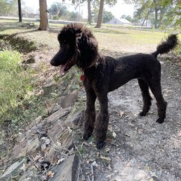 Willow - Poodle
